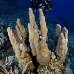 coral_hard_dae_ni_v_0461_egy2489.jpg
